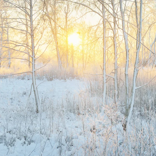 日の出時の雪に覆われた常緑樹林の大気の風景 純粋な黄金の太陽 強大な木 木の丸太 雪の丘 冬の不思議の国 生態学 エコツーリズム クリスマス休暇 — ストック写真