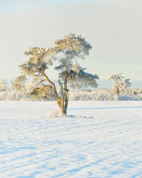 Güçlü çam ağaçları, karla kaplı tarlalar, taze karda insan izleri. Saf güneş ışığı. Kış Harikalar Diyarı. Ekoloji, eko-turizm, çevre koruma, noel tatilleri, kayak