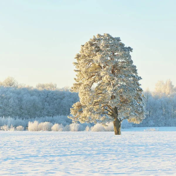 Machtige Dennenboom Besneeuwd Veld Menselijke Sporen Verse Sneeuw Puur Zonlicht — Stockfoto