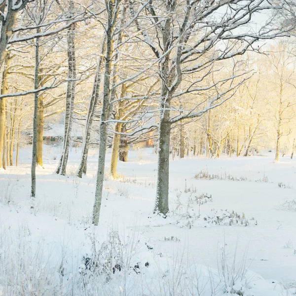 Atmospheric Landscape Snow Covered Evergreen Forest Sunrise Pure Golden Sunlight — Photo