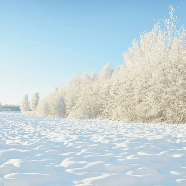 Snow Covered Trees Hoarfrost Forest Meadow Pure Sunlight Clear Blue — Fotografia de Stock