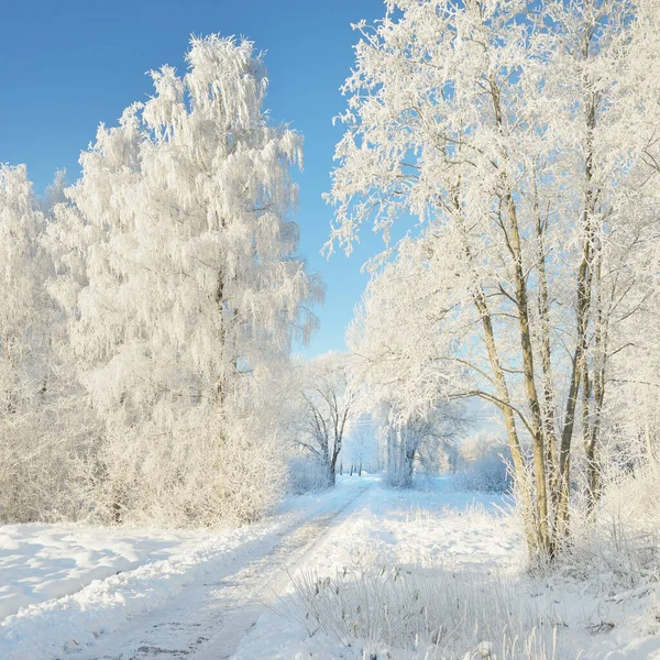 阳光灿烂的日子 穿过白雪覆盖的森林公园 高大的树木 柔和的阳光 冬天的仙境Idyllic景观 圣诞假期 生态旅游 滑雪主题 — 图库照片