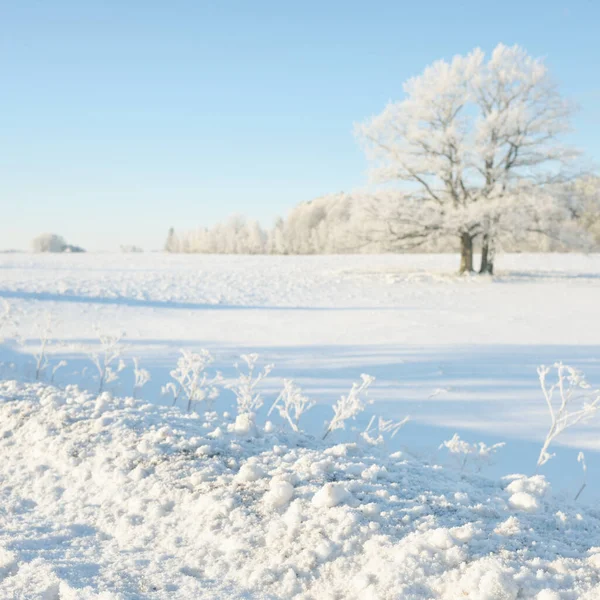 Güneşli bir günde karla kaplı orman parkına giden yol. Güçlü ağaçlar, don, yumuşak güneş ışığı. Kış Harikalar Diyarı. Idyllic manzara. Noel tatilleri, eko turizm, yürüyüş, kayak temaları
