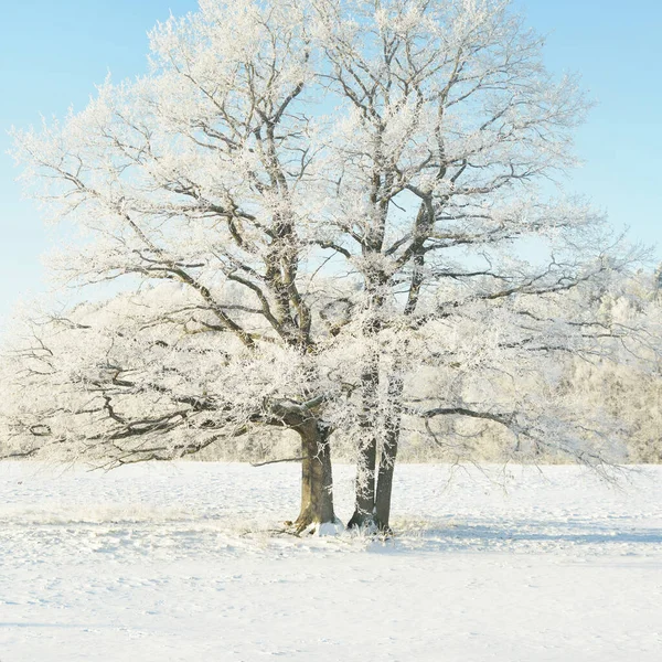 Kudretli meşe ağacı, karla kaplı tarla, taze karda insan izleri. Orman çayırı. Saf güneş ışığı. Kış Harikalar Diyarı. Ekoloji, eko turizm, çevre koruma, noel tatilleri, kayak