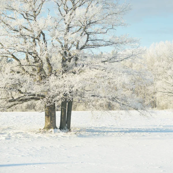 Mighty Oak Tree Snow Covered Field Human Tracks Fresh Snow — стоковое фото