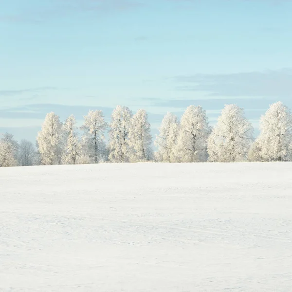 Forest Meadow Country Field Pure Sunlight Clear Blue Sky Winter — Fotografia de Stock