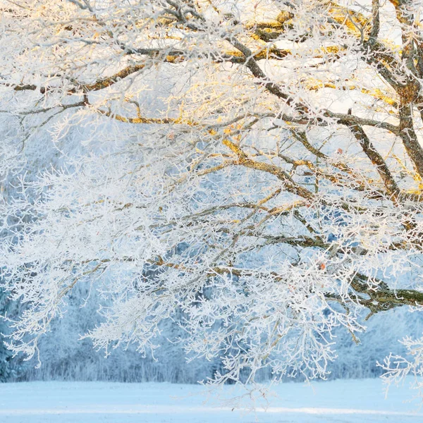 Mighty Oak Tree Snow Covered Field Human Tracks Fresh Snow — Photo