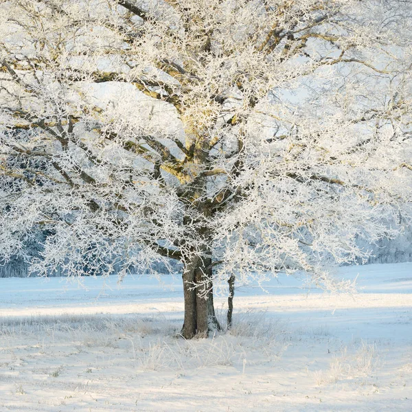 Mighty Oak Tree Snow Covered Field Human Tracks Fresh Snow — Stock fotografie