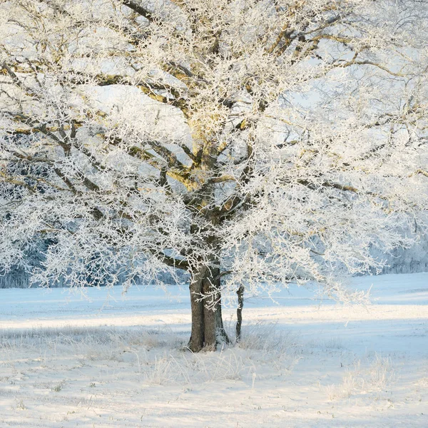 Mighty Oak Tree Snow Covered Field Human Tracks Fresh Snow — Zdjęcie stockowe