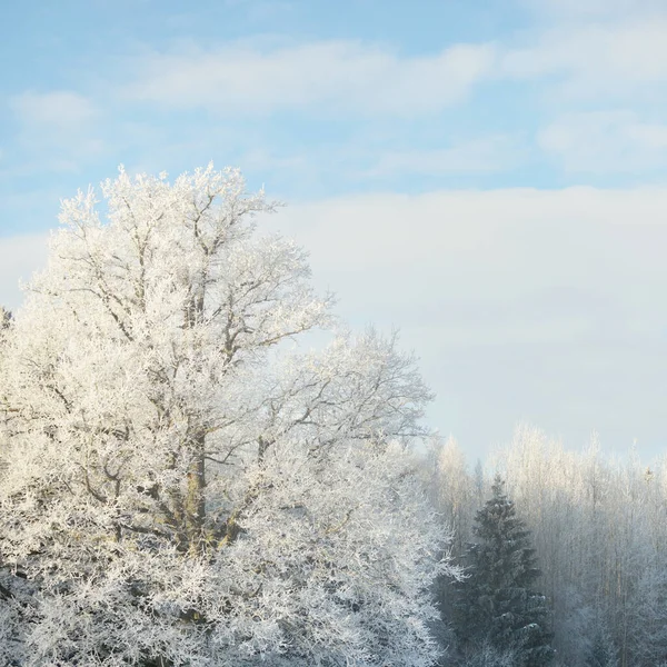 Machtige Eikenboom Bosweide Puur Zonlicht Heldere Blauwe Lucht Winter Wonderland — Stockfoto