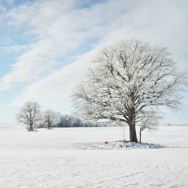 Kudretli meşe ağacı, karla kaplı tarla, taze karda insan izleri. Orman çayırı. Saf güneş ışığı. Kış Harikalar Diyarı. Ekoloji, eko turizm, çevre koruma, noel tatilleri, kayak