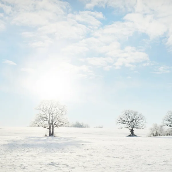Kudretli meşe ağacı, karla kaplı tarla, taze karda insan izleri. Orman çayırı. Saf güneş ışığı. Kış Harikalar Diyarı. Ekoloji, eko turizm, çevre koruma, noel tatilleri, kayak