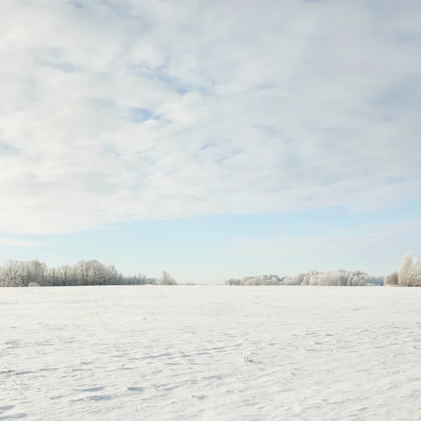 Bos Weide Land Veld Puur Zonlicht Heldere Blauwe Lucht Winter — Stockfoto