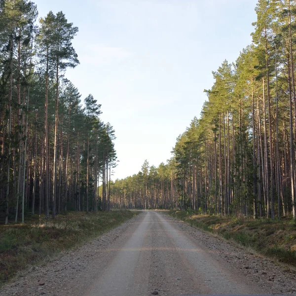Vägen Landsvägen Genom Den Majestätiska Vintergröna Skogen Mäktiga Tall Och — Stockfoto