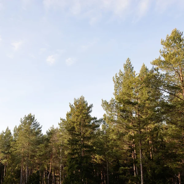 Majestic Evergreen Forest Mighty Pine Spruce Trees Soft Light Early —  Fotos de Stock