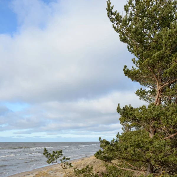 Fırtınadan sonra Baltık Denizi. Kum tepeleri, altın kum tepeleri, görkemli yeşil çam ormanları. Resimli manzara, deniz manzarası, doğa. Panoramik manzara. Ekoloji, eko turizm, yürüyüş kavramları