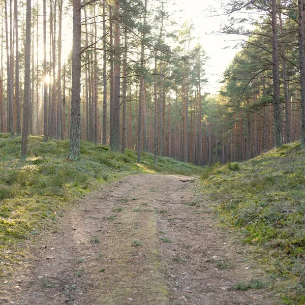 Görkemli Evergreen Ormanı 'ndan geçen yol. Güçlü çam ve çam ağaçları. Yumuşak günbatımı ışığı. Baharın başında. Saf doğa. Ekoloji, doğa yürüyüşü, sağlıklı yaşam tarzı kavramları