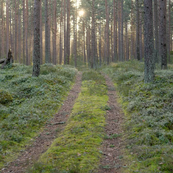 Görkemli Evergreen Ormanı 'ndan geçen yol. Güçlü çam ve çam ağaçları. Yumuşak günbatımı ışığı. Baharın başında. Saf doğa. Ekoloji, doğa yürüyüşü, sağlıklı yaşam tarzı kavramları