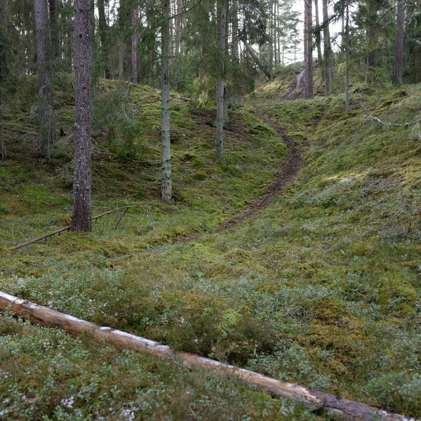 Maestosa Foresta Sempreverde Potenti Pini Abeti Rossi Muschio Felce Piante — Foto Stock