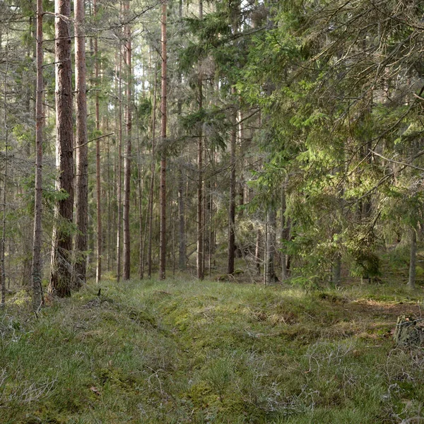 Görkemli Evergreen Ormanı. Güçlü çam ve çam ağaçları, yosun, eğrelti otu, bitkiler. Yumuşak güneş ışığı. Baharın başında. Saf doğa. Ekoloji, yürüyüş, temiz hava, sağlıklı yaşam tarzı kavramları.