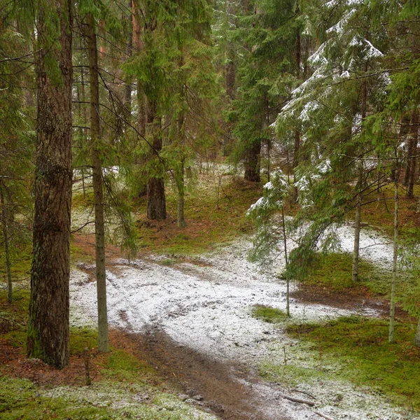 Ścieżka Wiejska Droga Naturalny Tunel Przez Majestatyczny Pokryty Śniegiem Wiecznie — Zdjęcie stockowe