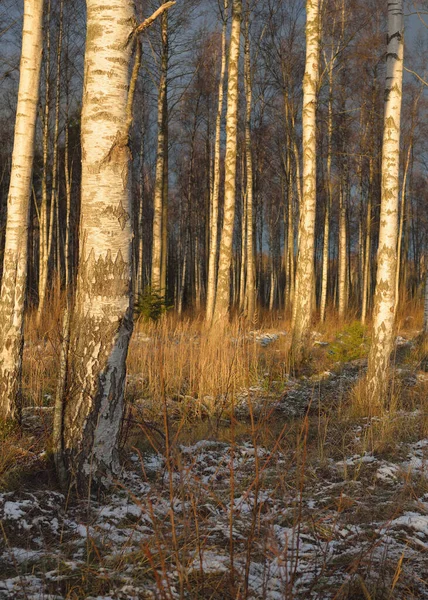 Березовый Лес Закате Могучие Деревья Первый Снег Ранняя Зима Мягкий — стоковое фото
