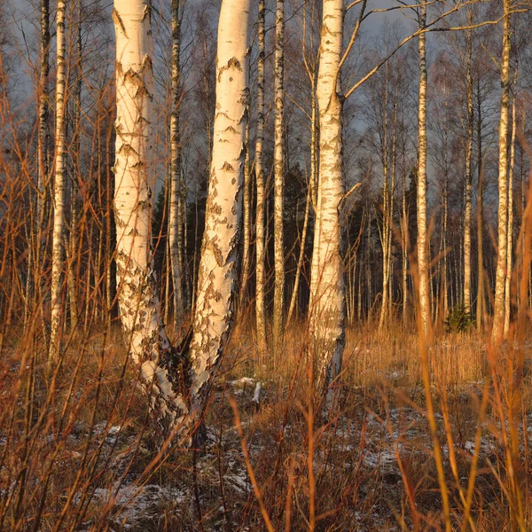 Gün batımında huş ağacı ormanı. Güçlü ağaçlar. İlk kar, kışın başında. Yumuşak güneş ışığı. Doğa, mevsimler, eko-turizm