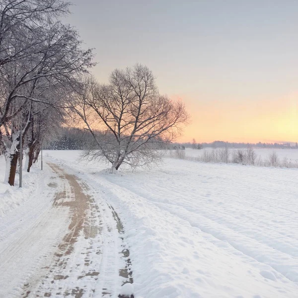 Pedestrian Walkway Bicycle Road Snow Covered Field Mighty Trees Pure — Stock Fotó