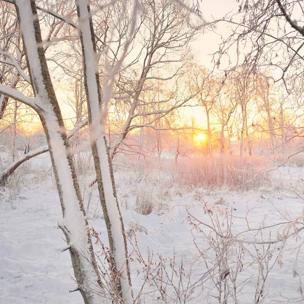 Güneş doğarken, karla kaplı, yemyeşil bir ormanın atmosferik manzarası. Saf altın güneş ışığı. Güçlü ağaçlar, ağaç kütükleri, kar tepeleri. Kış Harikalar Diyarı. Mevsimler, ekoloji, eko-turizm, Noel tatilleri