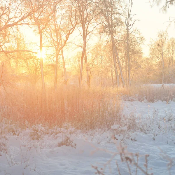Atmospheric Landscape Snow Covered Evergreen Forest Sunrise Pure Golden Sunlight —  Fotos de Stock