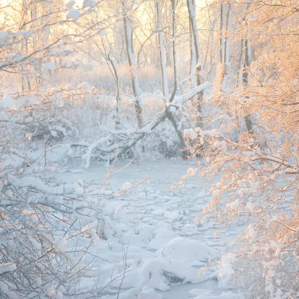 日の出の雪に覆われた森 生い茂った丘や凍った川 力強い木だ 純粋な黄金の太陽 冬の不思議の国 生態学 エコツーリズム クリスマス休暇 — ストック写真