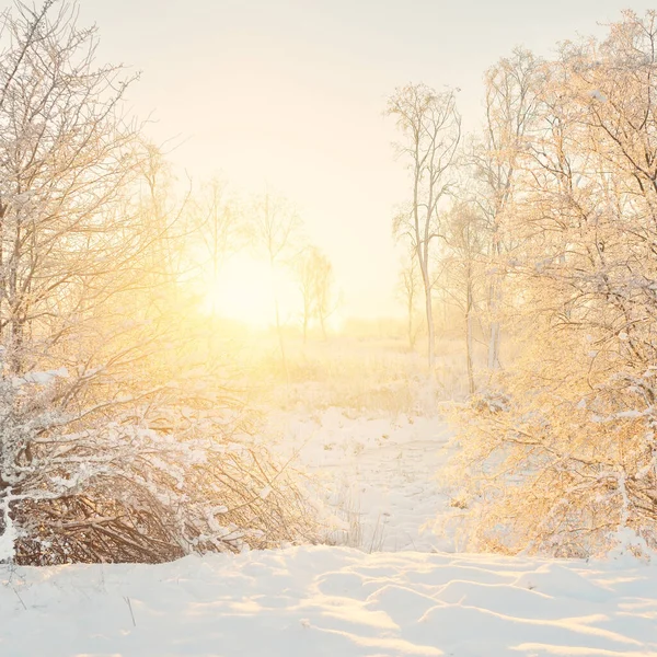 Güneş doğarken, karla kaplı, yemyeşil bir ormanın atmosferik manzarası. Saf altın güneş ışığı. Güçlü ağaçlar, ağaç kütükleri, kar tepeleri. Kış Harikalar Diyarı. Mevsimler, ekoloji, eko-turizm, Noel tatilleri