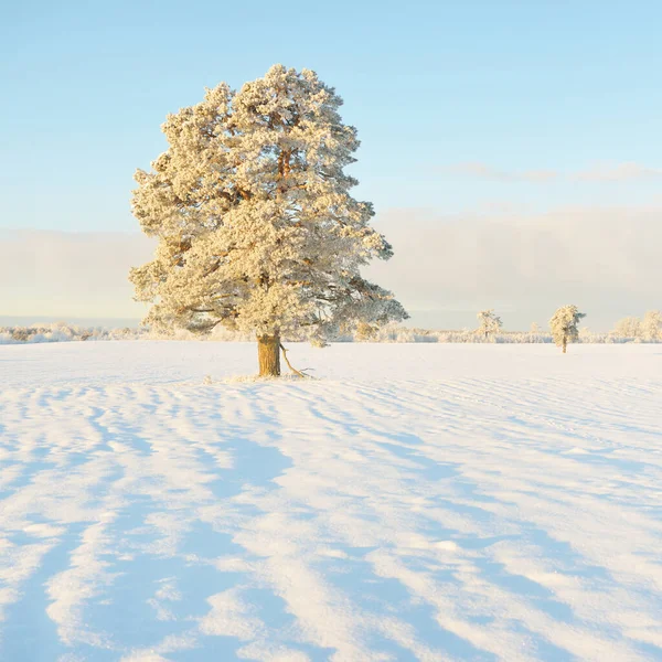 Güçlü çam ağaçları, karla kaplı tarlalar, taze karda insan izleri. Saf güneş ışığı. Kış Harikalar Diyarı. Ekoloji, eko-turizm, çevre koruma, noel tatilleri, kayak