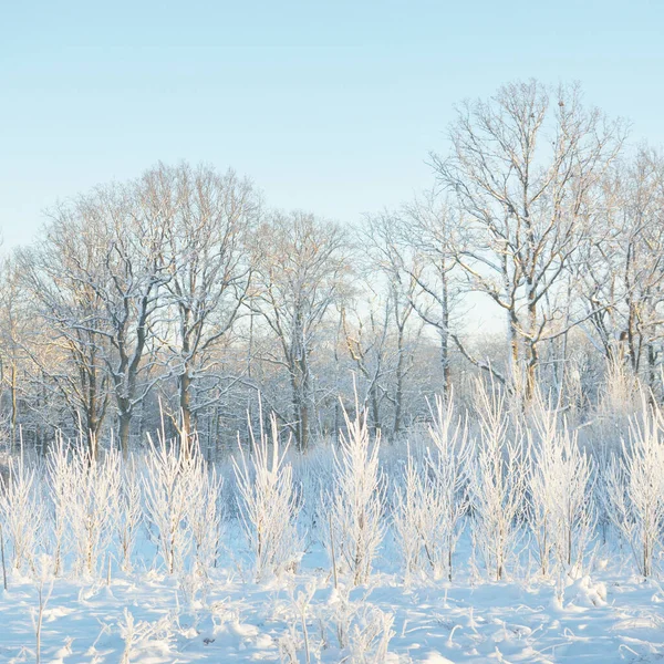 Kar fırtınasından sonra her yer karla kaplandı. Genç yaprak döken ağaçlar. Atmosferik manzara. Kış Harikalar Diyarı. Doğa, ormanların yok edilmesi, ormanların yeniden ağaçlandırılması, çevre, ekoloji