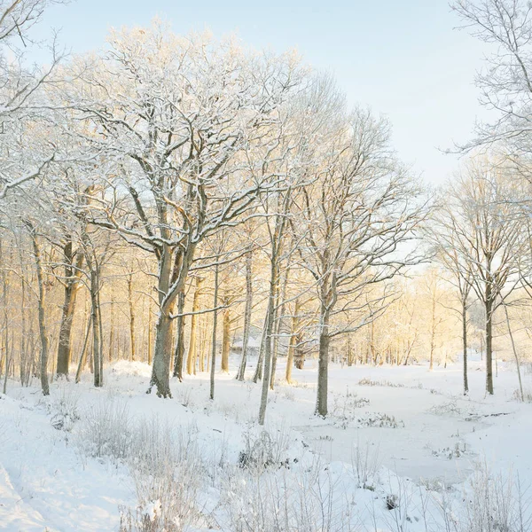 Verschneiter Wald Bei Sonnenaufgang Bewachsene Hügel Und Zugefrorener Fluss Mächtige — Stockfoto