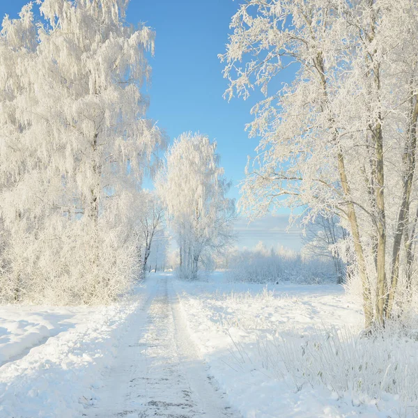 阳光灿烂的日子 穿过白雪覆盖的森林公园 高大的树木 柔和的阳光 冬天的仙境Idyllic景观 圣诞假期 生态旅游 滑雪主题 — 图库照片