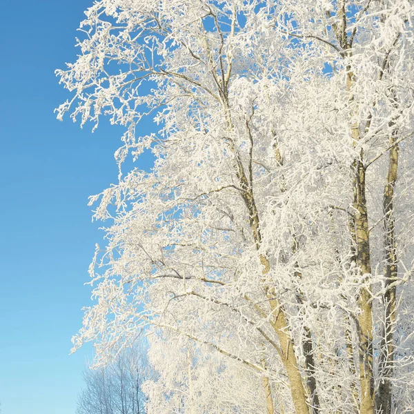Árvores Cobertas Neve Geada Prado Floresta Luz Solar Pura Céu — Fotografia de Stock