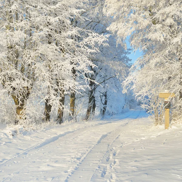 Pad Door Het Besneeuwde Bospark Een Zonnige Dag Machtige Bomen — Stockfoto