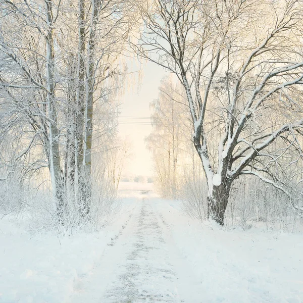 Güneşli bir günde karla kaplı orman parkına giden yol. Güçlü ağaçlar, don, yumuşak güneş ışığı. Kış Harikalar Diyarı. Idyllic manzara. Noel tatilleri, eko turizm, yürüyüş, kayak temaları