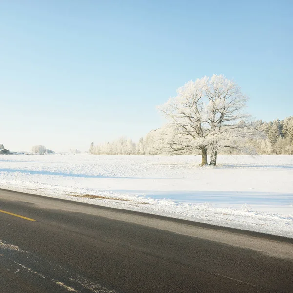 Karla kaplı orman ve kırsal alanda boş otoyol (asfalt yol). Kar sürükleniyor. Avrupa. Doğa, Noel tatilleri, uzak yerler, kış lastikleri, tehlikeli sürüş konsepti