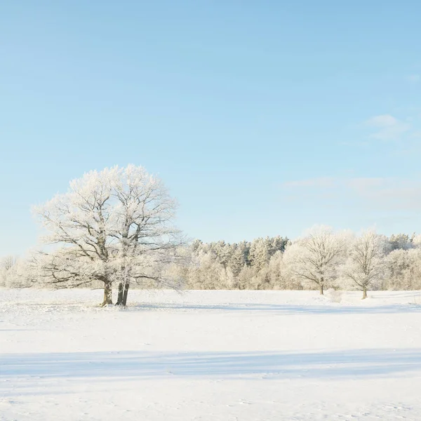 Orman çayırı ve kır arazisi. Saf güneş ışığı, açık mavi gökyüzü. Kış Harikalar Diyarı. Idyllic kırsal kesim. Ekoloji, eko turizm, çevre koruma, noel tatilleri, kayak, uzak yerler