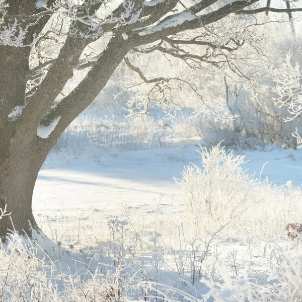 Mighty Oak Tree Snow Covered Field Human Tracks Fresh Snow — Zdjęcie stockowe