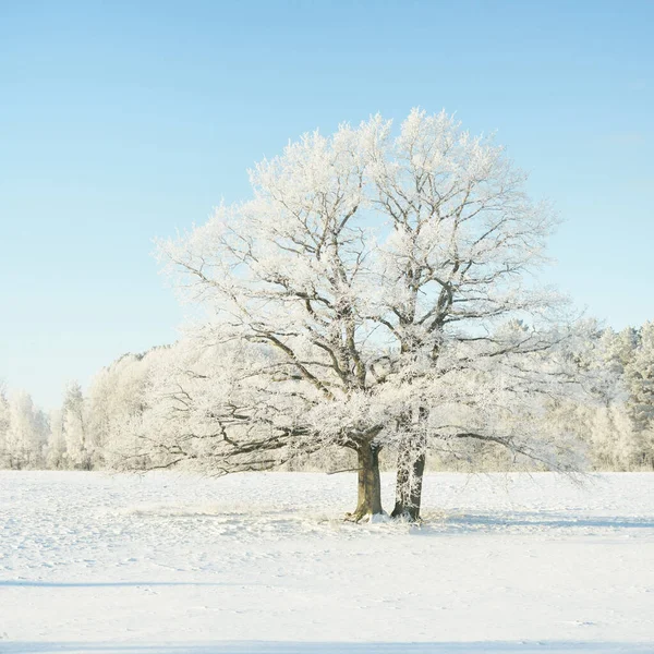 Kudretli meşe ağacı, karla kaplı tarla, taze karda insan izleri. Orman çayırı. Saf güneş ışığı. Kış Harikalar Diyarı. Ekoloji, eko turizm, çevre koruma, noel tatilleri, kayak