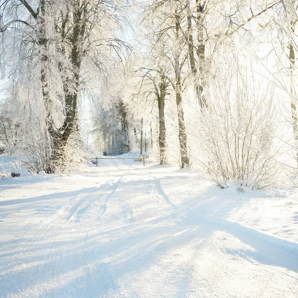 날에는 눈덮인 공원을 나무들 부드러운 겨울의 목가적 풍경이죠 크리스마스 친환경 — 스톡 사진