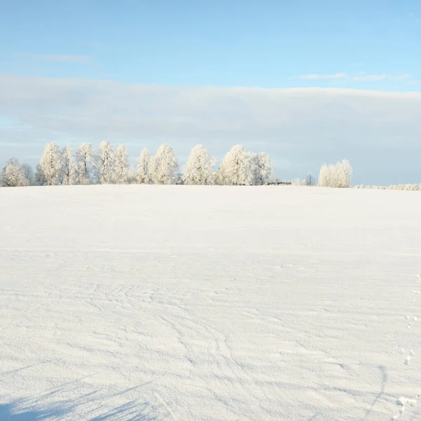 Forest Meadow Country Field Pure Sunlight Clear Blue Sky Winter — Zdjęcie stockowe