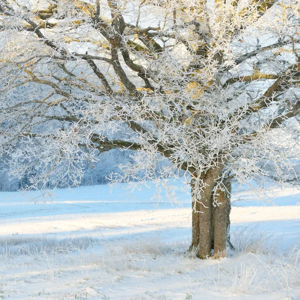 Kudretli meşe ağacı, karla kaplı tarla, taze karda insan izleri. Orman çayırı. Saf güneş ışığı. Kış Harikalar Diyarı. Ekoloji, eko turizm, çevre koruma, noel tatilleri, kayak
