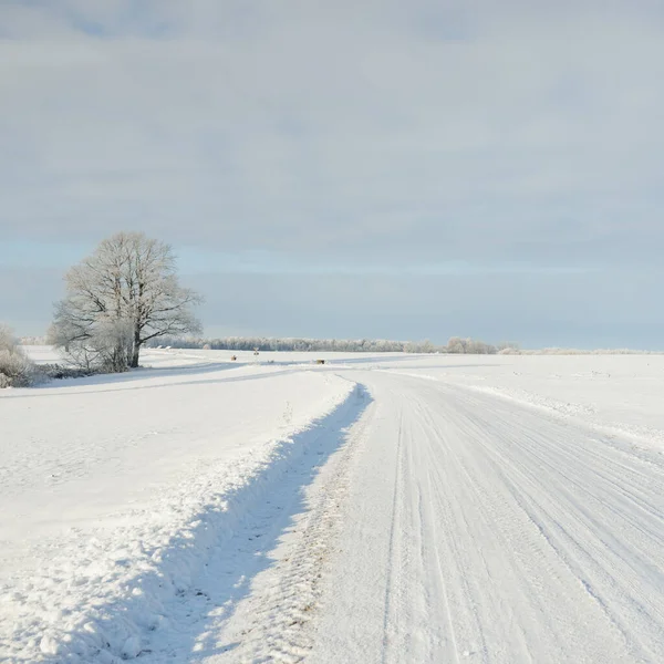 Landweg Door Besneeuwde Velden Landelijk Gebied Zicht Vanuit Auto Sneeuwvlokken — Stockfoto