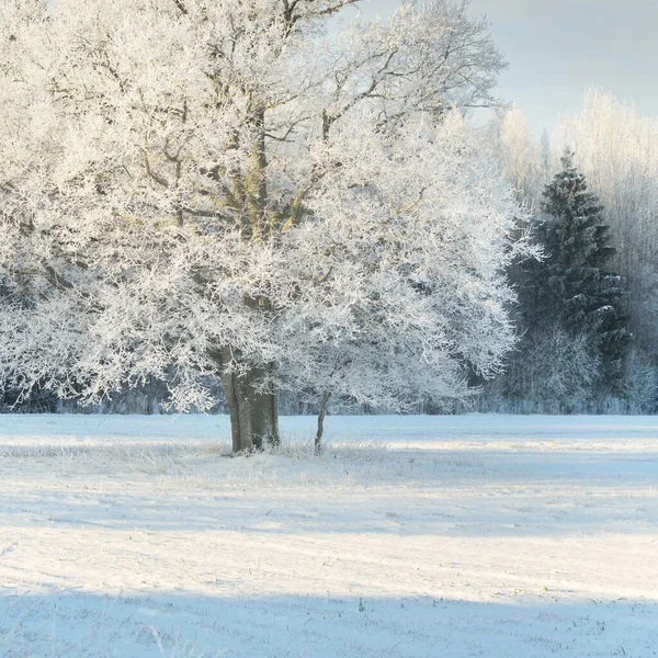 Mighty Oak Tree Snow Covered Field Human Tracks Fresh Snow — Foto Stock