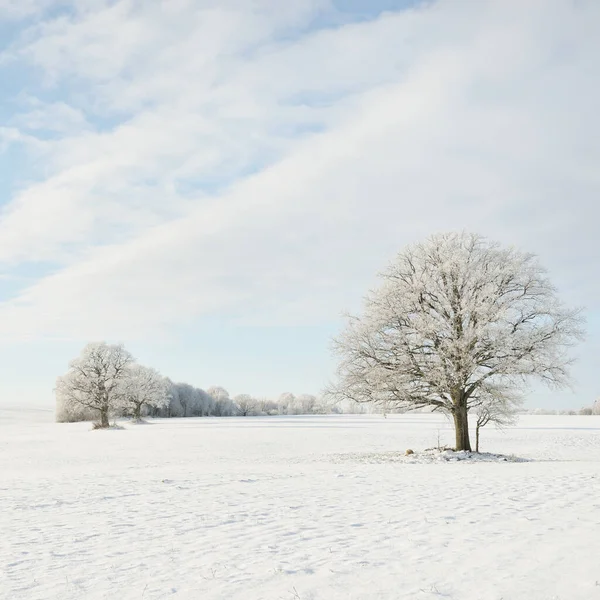 強大なオークの木 雪に覆われたフィールド 新鮮な雪の中で人間のトラック 森の牧草地 純粋な太陽の光 冬の不思議の国 生態系 エコツーリズム 環境保全 クリスマス休暇 — ストック写真