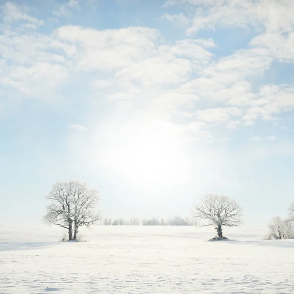 Kudretli meşe ağacı, karla kaplı tarla, taze karda insan izleri. Orman çayırı. Saf güneş ışığı. Kış Harikalar Diyarı. Ekoloji, eko turizm, çevre koruma, noel tatilleri, kayak